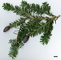 SpeciesSub: var. chinensis